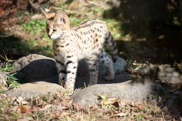 サーバルのこども