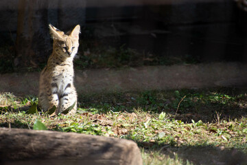 サーバルのこども