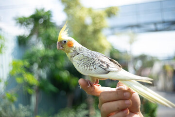Cockatiel Nymphicus will typically remain mostly grey with a yellowish tint, and a less vibrant...