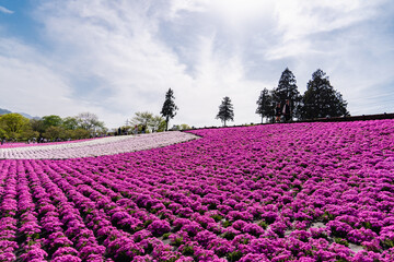 埼玉県羊山公園・芝桜の丘