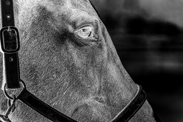 close up of a horse, nacka, sverige,sweden,stockholm,Mats