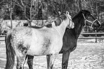 horse in winter, nacka, sverige,sweden,stockholm,Mats