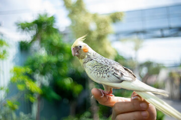 Cockatiel Nymphicus will typically remain mostly grey with a yellowish tint, and a less vibrant...