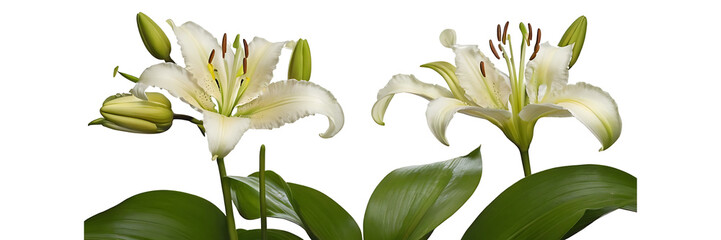 Obraz premium white flower isolated on white