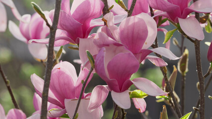 Close-up of magnolia pink flowers