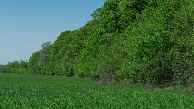 Beautiful landscape of green agriculture field next to wild forest