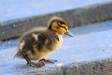 cute newbord mallard duckling