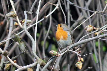 european robin in spring season