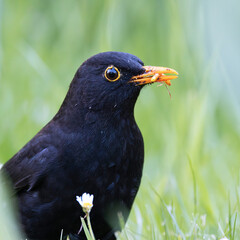 extreme closeup of male common blackbird - 790150099