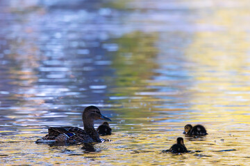 mallard family on pond at dusk - 790150205