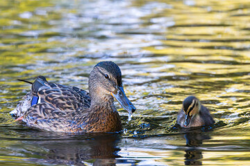 mother mallard with baby duckling