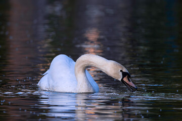 mute swan searching for food on pond