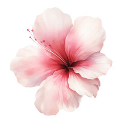 Flower watercolor illustration isolated on white background. © Bespana
