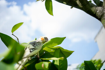 Nymphicus hollandicus  a grey coloured crest and face, Nymphicus hollandicus a dull orange patch on...