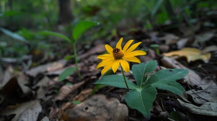 Yellow flower emerges from soil