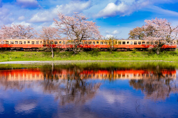 水面に反射する千葉の小湊鉄道と春の桜/
Japanese spring cherry blossoms (SAKURA) and railway - obrazy, fototapety, plakaty