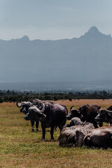Resting water buffalo herd with the majestic Mount Kenya backdrop