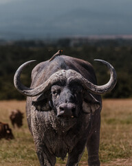 Stoic water buffalo under the watchful eyes of its avian companions