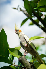  Nymphicinae. Cockatiel Nymphicus now classified as the smallest subfamily of the Cacatuidae...