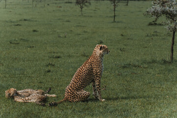 Vigilant adult cheetah with cubs resting in the Masai Mara