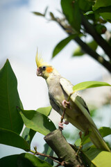  Nymphicinae. Cockatiel Nymphicus now classified as the smallest subfamily of the Cacatuidae...