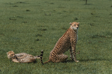 Vigilant adult cheetah with cubs resting in the Masai Mara