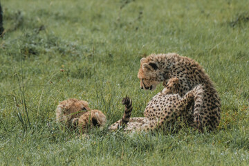 Young cheetahs hone their skills through play in the lush Masai Mara