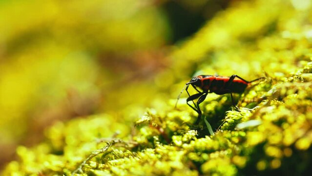 Close-up capture of firebug on the textured surface of tree bark, showcasing entomological behavior and natural habitat