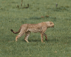 Seated cheetah surveying the savannah in Kenya