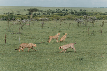 Cheetah family in various poses on the Masai Mara savannah