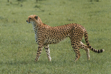 Cheetah in stride across the lush Masai Mara plains