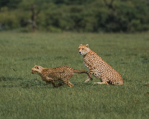 Playful cheetah siblings engage on the Masai Mara grasslands