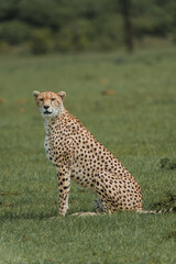 A vigilant adult female cheetah surveys the Masai Mara