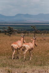 Pair of Coke's hartebeests bonding in the vast savannah