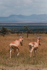 Pair of Coke's hartebeests bonding in the vast savannah