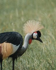 Fototapeta premium Elegant Grey Crowned Crane foraging in African grasslands