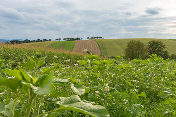 Hügellandschaft in Niederösterreich