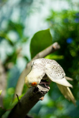Cockatiel Nymphicus,Most wild cockatiel chicks and juveniles look female, Cockatiel Nymphicus are virtually indistinguishable from the time of hatching until their first moulting. 