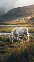 Iceland pony roaming free in the nature