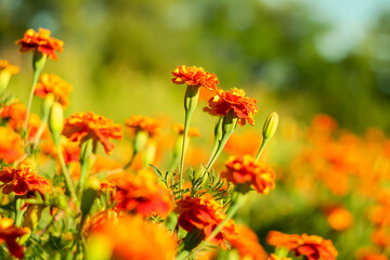 Marigolds are the most popular garden flowers.