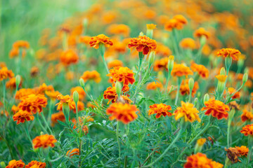 Marigolds are the most popular garden flowers.
