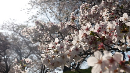 美しい桜の花