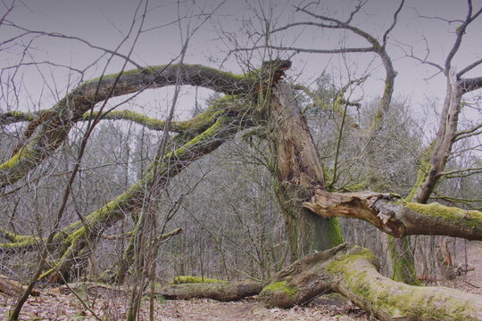 Old dead tree