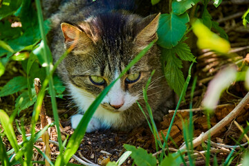 A young cat enjoys the sun in the garden hidden in a bush.