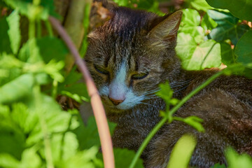 A young cat enjoys the sun in the garden hidden in a bush.