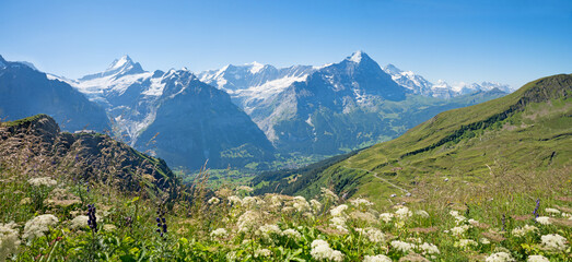 alpine landscape Grindelwald with monkshead flowers. glacier mountains in background. - 790163804