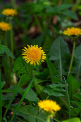 Tender dandelions on a meadow in green grass. Close up. Photography. Vertical shot.