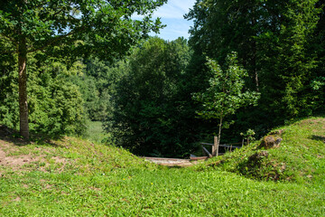 wild forest trees and branches chaos in summer green day