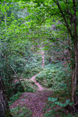 Obraz premium wild forest trees and branches chaos in summer green day