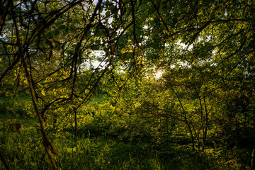 wild forest trees and branches chaos in summer green day